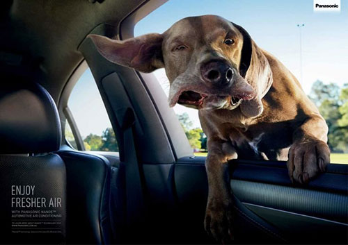 Panasonic Nanoe Automotive Air Conditioning: Confused dog