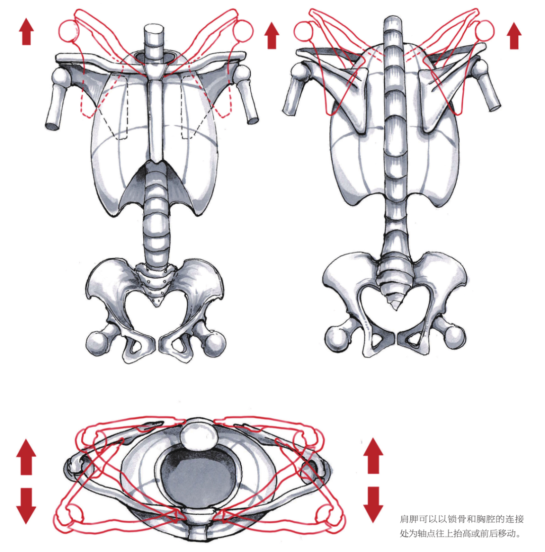 人体结构绘画知识：掌握这4个方面解决复杂的人体解构
