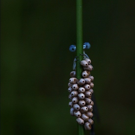 Macro Photography