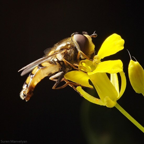 Macro Photography