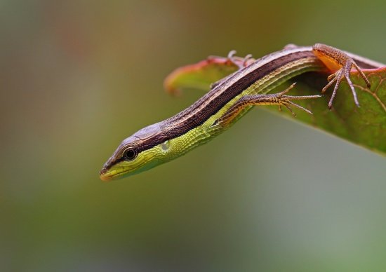 Macro Photography