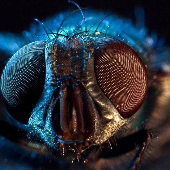 Macro Photography