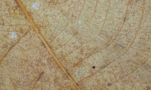 Leaf Underneath Texture