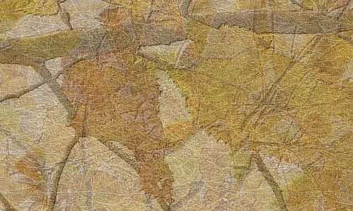 Appealing Pressed Leaves texture