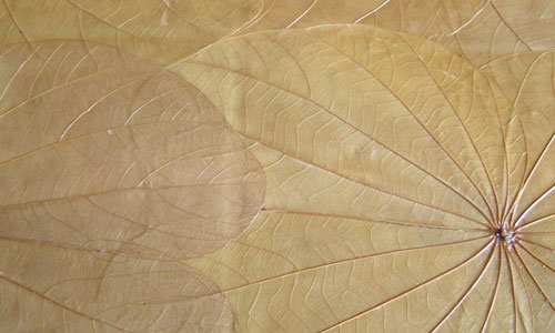 Elegant Leaf Veins Texture