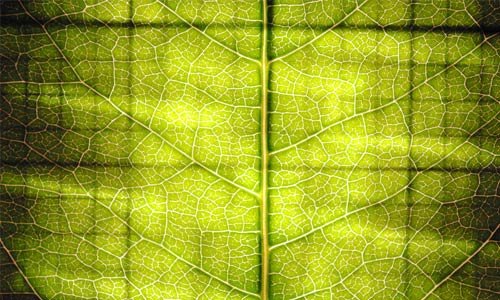 Eye-Catching Leaf Texture