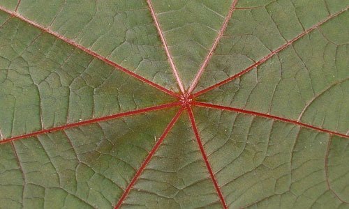 Perfectly Amazing Leaf Texture