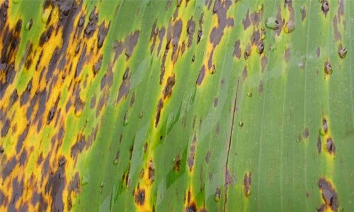 Simple Banana Leaf Detailed Texture