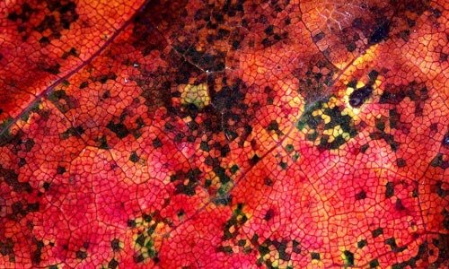 Macro Autumn Leaf Texture