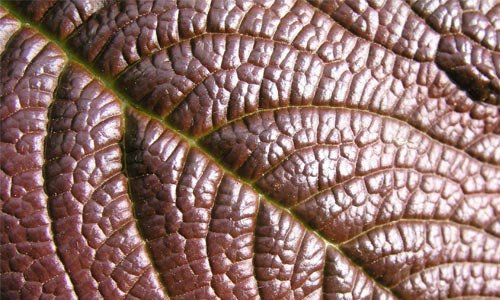 Really Appealing Leaf Texture