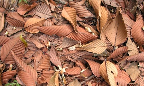 Amazing Dead Leaves Texture