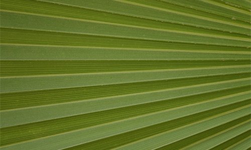 Purely Green Leaf Texture