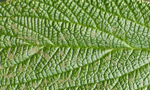 Absolutely Amazing Leaf Texture