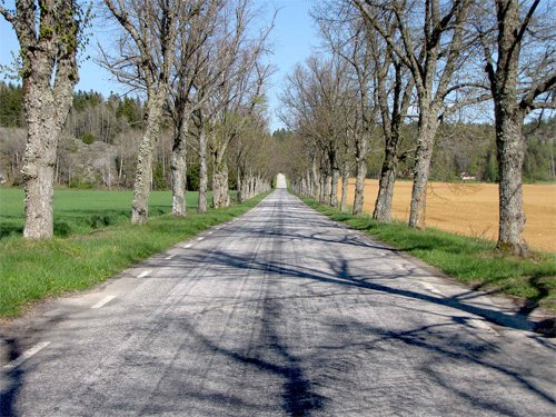 Springtime Road