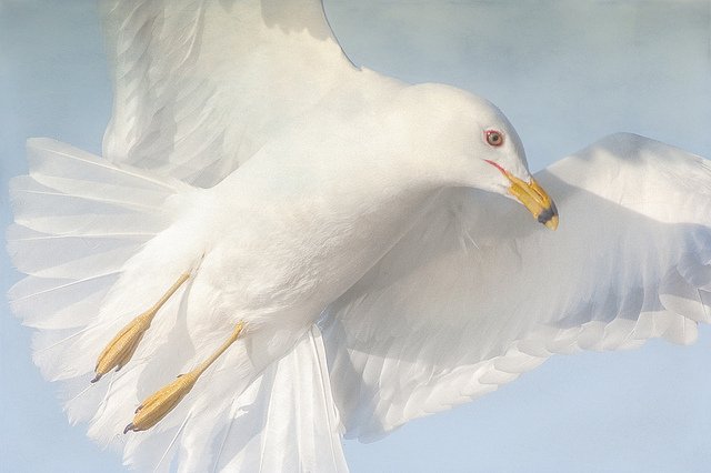 Philip Dunn摄影作品 - 鸟类摄影作品欣赏