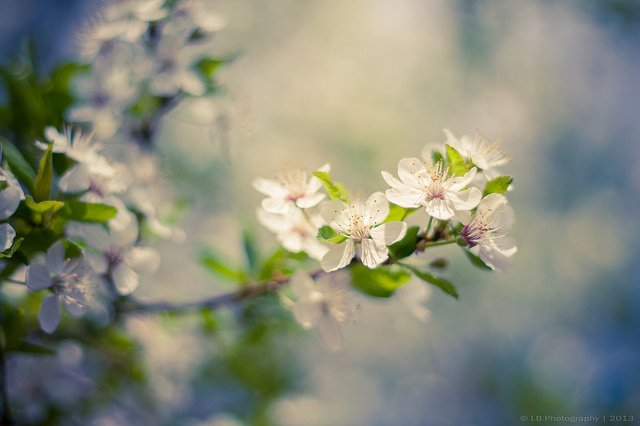 Cherry Blossom优秀摄影作品12